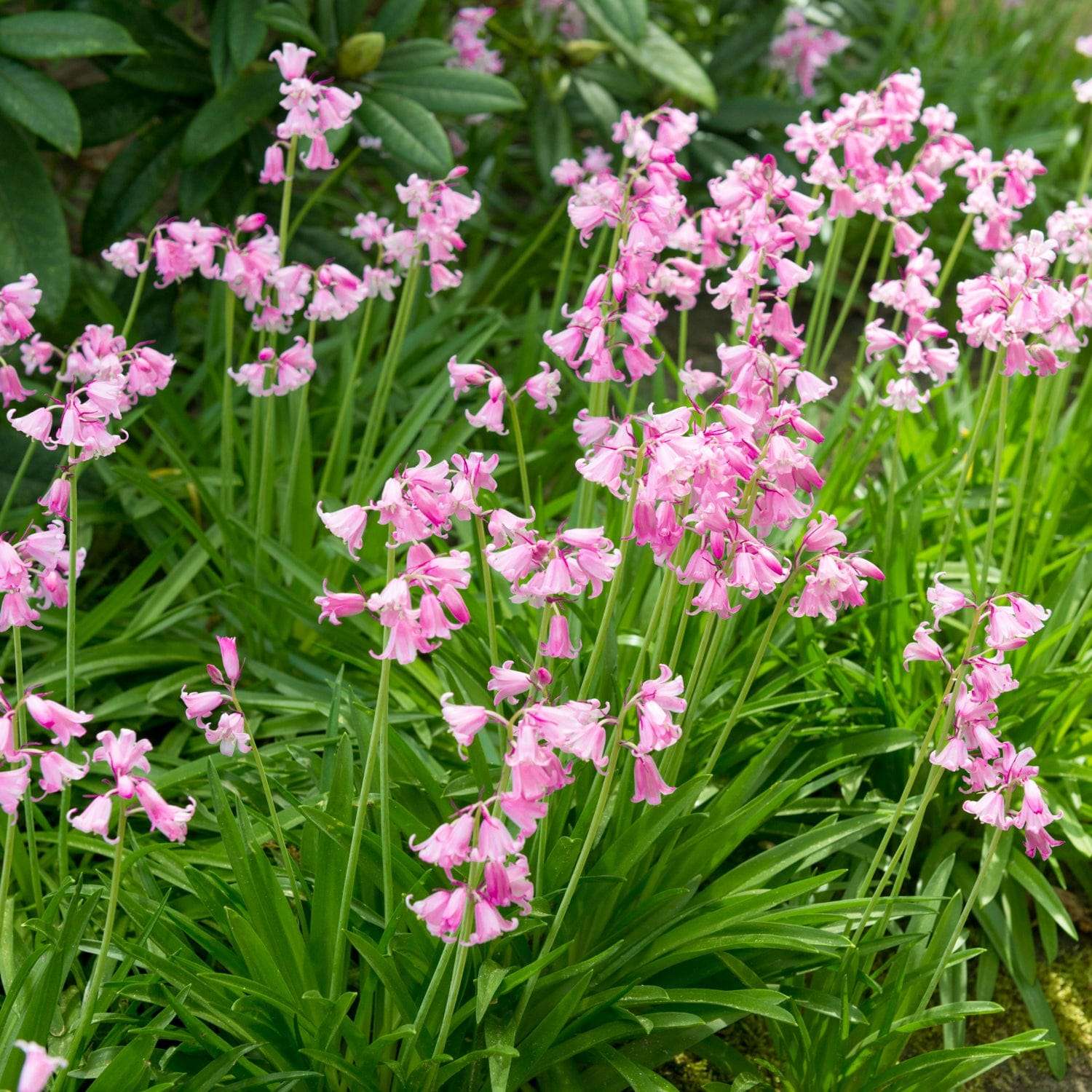 Scille d'Espagne 'Rose Queen'
